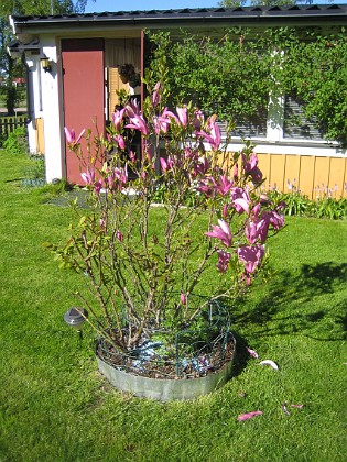 Magnolia { Den dofta härligt! } 