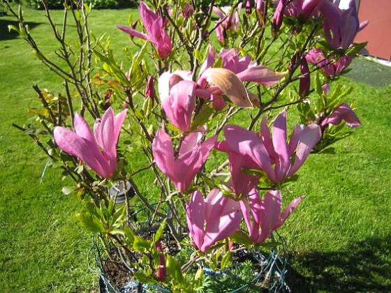 Magnolia  
Jag brukar annars missa blomningen på denna raritet men icke i år!  
2015-05-15 IMG_0039  
Granudden  
Färjestaden  
Öland