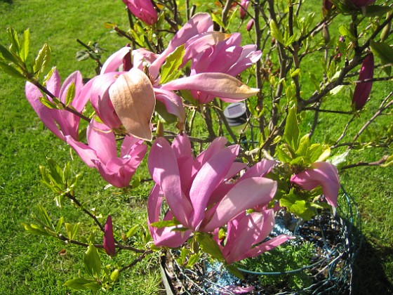 Magnolia { Den växer inte så fort men den har blivit mycket större än vad den var när jag köpte den för några år sedan. } 