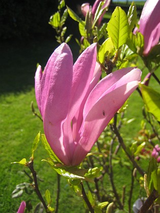 Magnolia 
Visst är den vacker?!