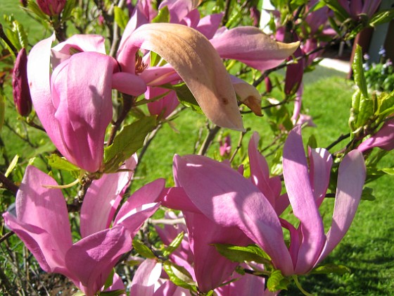 Magnolia 
