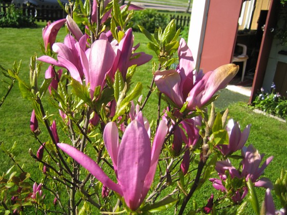 Magnolia  
  
2015-05-15 IMG_0043  
Granudden  
Färjestaden  
Öland