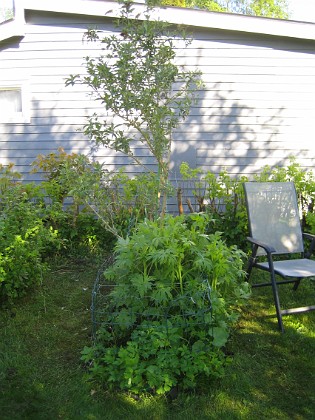 Uteplatsen  
Vid uteplatsen finns 3 stycken Fjärilsbuskar (Buddleja) samt Riddarsporre och Stockros.  
2015-05-15 IMG_0044  
Granudden  
Färjestaden  
Öland