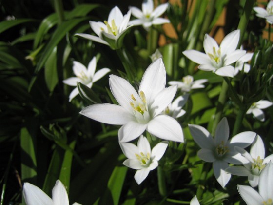Morgonstjärna  
Vackra vita blommor.  
2015-05-15 IMG_0054  
Granudden  
Färjestaden  
Öland