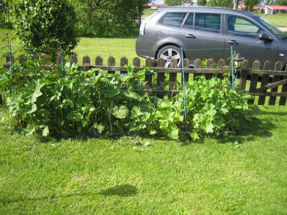 Stockros 
Så här ser den planteringen ut framifrån.