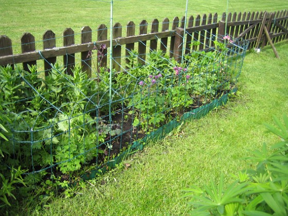 Akleja { Längre bort längs staketet har jag en plantering med Studentnejlika, Praktriddarsporre och Akleja. } 