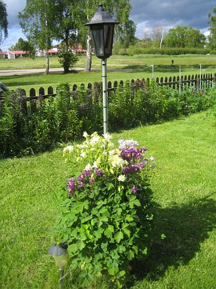 Akleja  
Mitt på gräsmattan sitter mina kamerastolpar och vid foten av dessa finns lite olika växter.  
2015-05-30 IMG_0016  
Granudden  
Färjestaden  
Öland