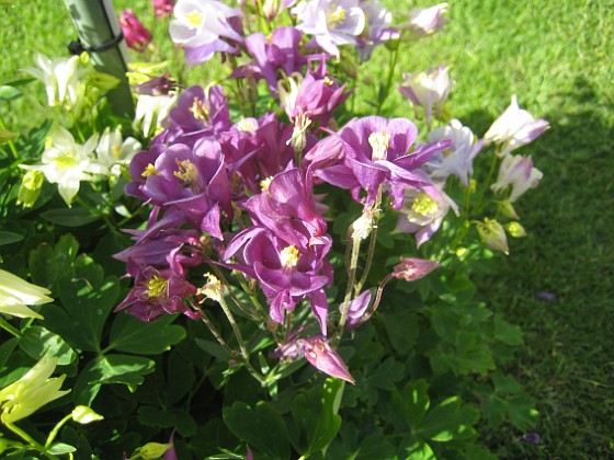 Akleja  
Denna är lila.  
2015-05-30 IMG_0020  
Granudden  
Färjestaden  
Öland