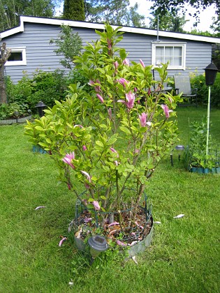 Magnolia 
Mitt på gräsmattan står min ståtliga Magnolia. Den har blommat några veckor nu så den sjunger snart på sista versen så att säga.