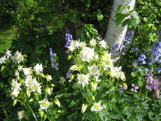 Akleja  
Här finns Klockhyacint och Akleja i olika färger.  
2015-05-30 IMG_0043  
Granudden  
Färjestaden  
Öland