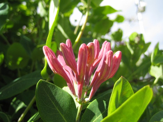 Kaprifol { Här rä en Kaprifol som håller på att slå ut. Nästa vecka lär det vara massor av blommor här. } 