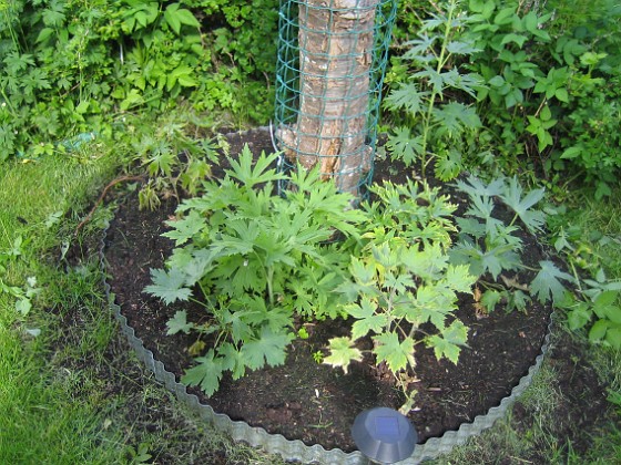 Riddarsporrar 
Här är min omgjorda plantering vid det gamla Körsbärsträdet. Deta blir nog inte så många blommor på mina Riddarsporrar i år.