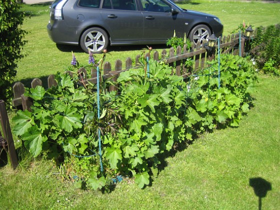 Stockros { Här finns Stockros och Pion } 