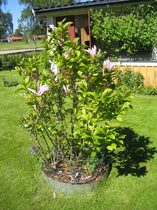 Magnolia  
  
2015-06-05 IMG_0109  
Granudden  
Färjestaden  
Öland