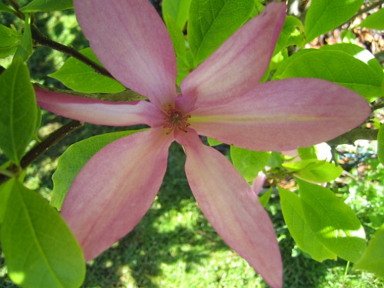 Magnolia 
