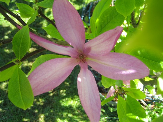 Magnolia {  } 