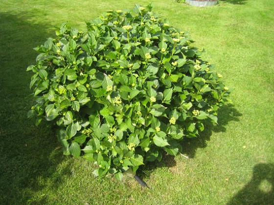 Hortensia  
  
2015-06-16 IMG_0042  
Granudden  
Färjestaden  
Öland