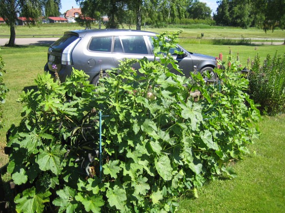 Stockros { Här blir det snart vackra Stockrosor. } 