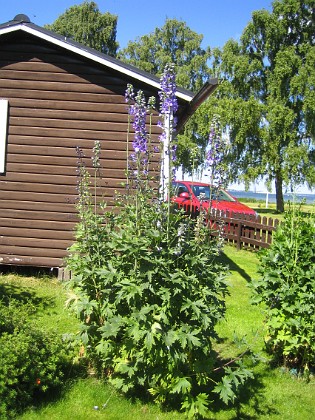Riddarsporre  
... och några blommor finns redan.  
2015-06-26 IMG_0008  
Granudden  
Färjestaden  
Öland
