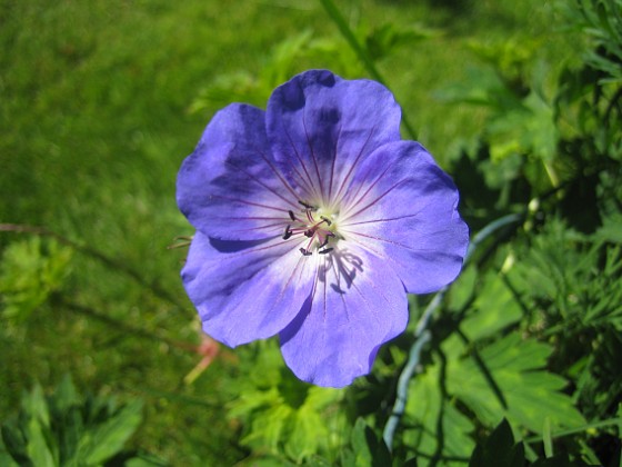 Midsommarblomster  
Det här är Midsommarblomster, eller Trädgårdsnäva som den också kallas.  
2015-06-26 IMG_0022  
Granudden  
Färjestaden  
Öland