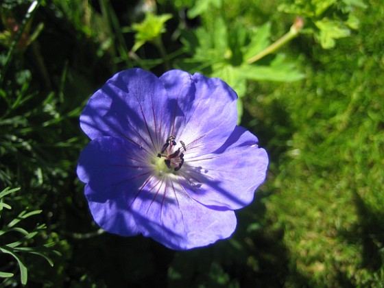 Midsommarblomster