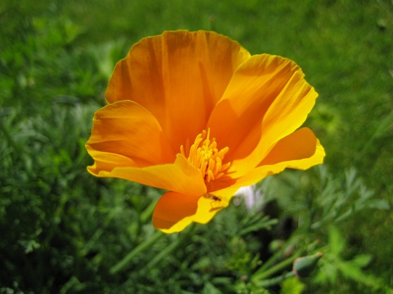 Sömntuta { Det blir extra vackert med blå Geranium och orangea Sömntutor i samma plantering. } 