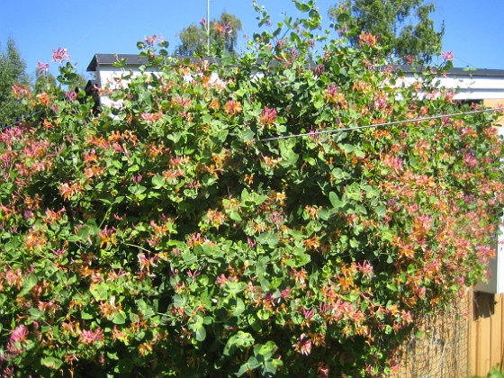 Blomsterkaprifol  
Min Kaprifol växer och växer...  
2015-06-26 IMG_0030  
Granudden  
Färjestaden  
Öland