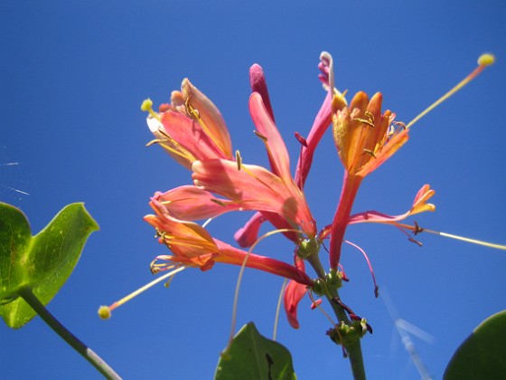 Blomsterkaprifol { Kaprifol gör sig bra med blå himmel som bakgrund. } 