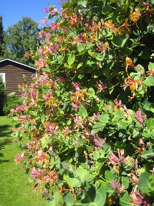 Blomsterkaprifol