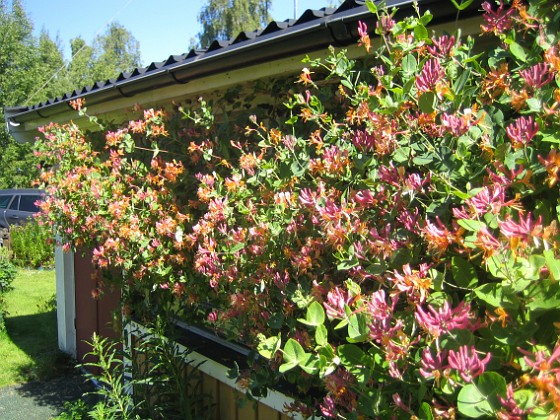 Blomsterkaprifol 
Det började med en enda stjälk som vi lät växa frmför altanen.