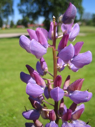 Lupin {  } 