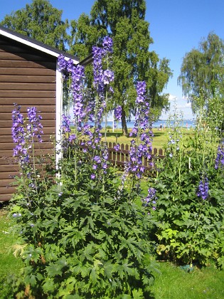 Riddarsporre { Riddarsporrarna är sådär i år men i vart fall bättre än förra året. } 