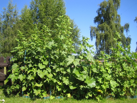 Stockros 
Här blir det snart (?) fina blommor på mina Stockrosor.