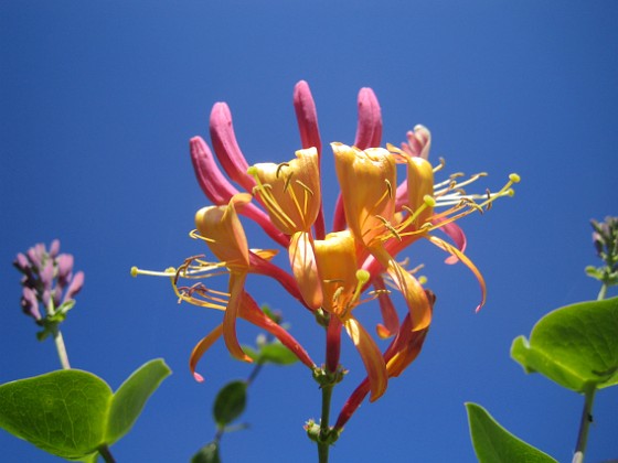 Blomsterkaprifol 
Kaprifol gör sig också bra med himlen som bakgrund.