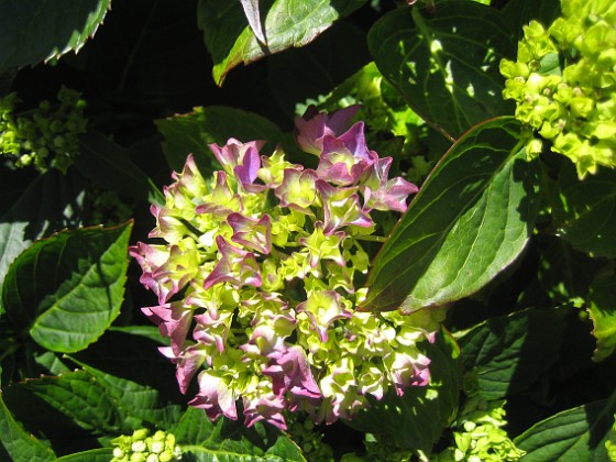 Hortensia 
Knepigt att jag redan har blommor på Hortensia!