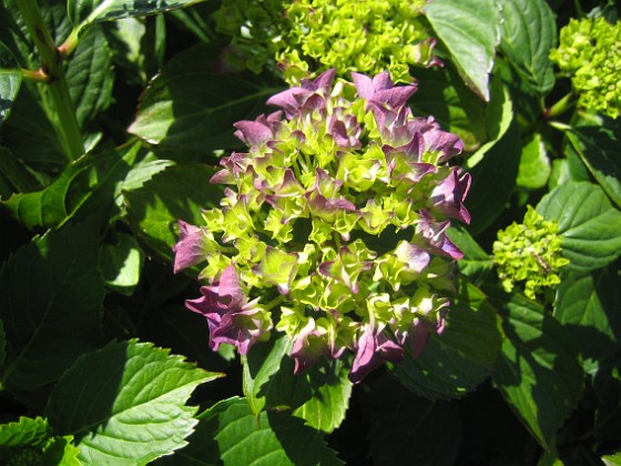 Hortensia  
  
2015-07-01 IMG_0054  
Granudden  
Färjestaden  
Öland