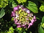 Hortensia