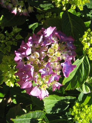 Hortensia {  } 