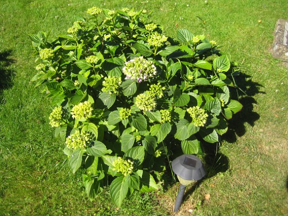 Hortensia  
  
2015-07-03 IMG_0045  
Granudden  
Färjestaden  
Öland