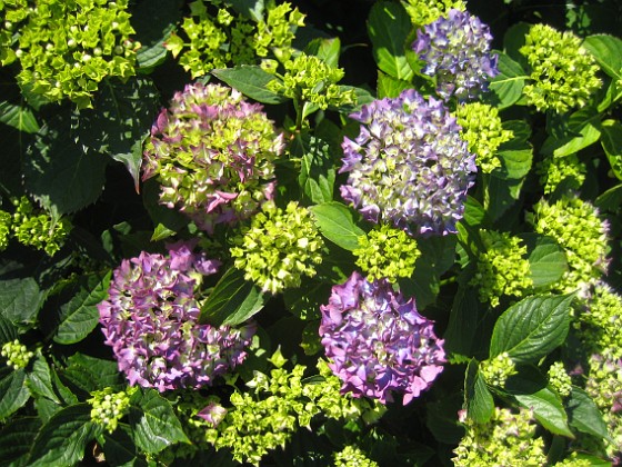 Hortensia  
  
2015-07-07 IMG_0012  
Granudden  
Färjestaden  
Öland