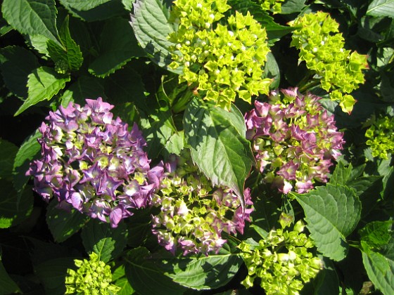 Hortensia  
  
2015-07-07 IMG_0013  
Granudden  
Färjestaden  
Öland