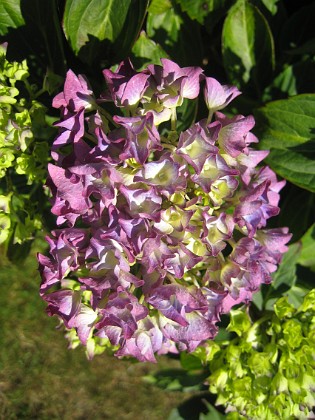 Hortensia