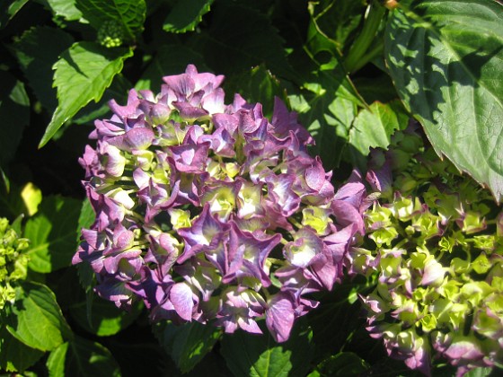 Hortensia