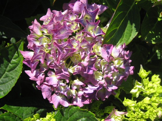 Hortensia 
