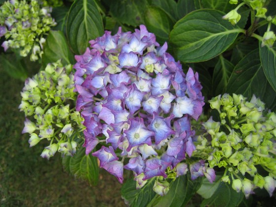 Hortensia  
  
2015-07-07 IMG_0033  
Granudden  
Färjestaden  
Öland