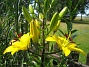 Liljor  
  
2015-07-07 IMG_0025