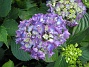 Hortensia  
  
2015-07-07 IMG_0031