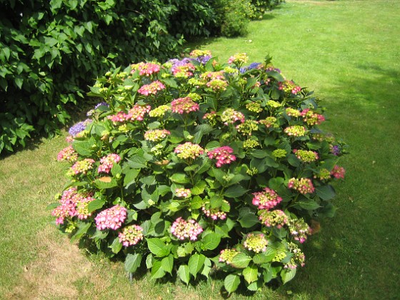 Hortensia  
  
2015-07-13 IMG_0034  
Granudden  
Färjestaden  
Öland