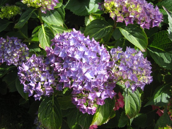 Hortensia 
