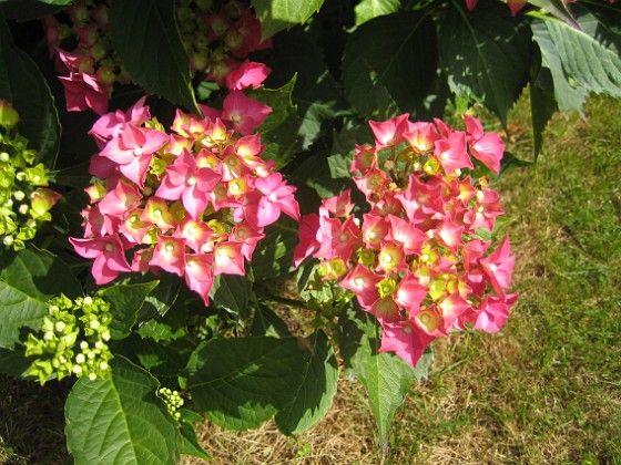 Hortensia  
  
2015-07-13 IMG_0037  
Granudden  
Färjestaden  
Öland